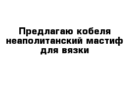 Предлагаю кобеля неаполитанский мастиф для вязки